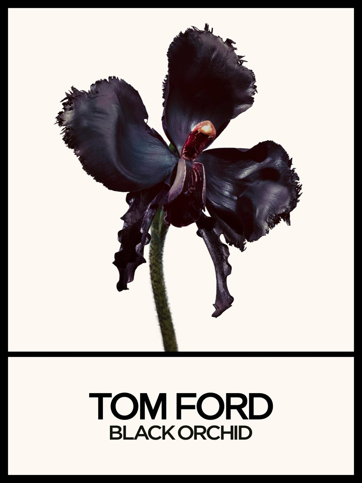 Tilda Swinton for new Black Orchid Reserve | Source: Tom Ford